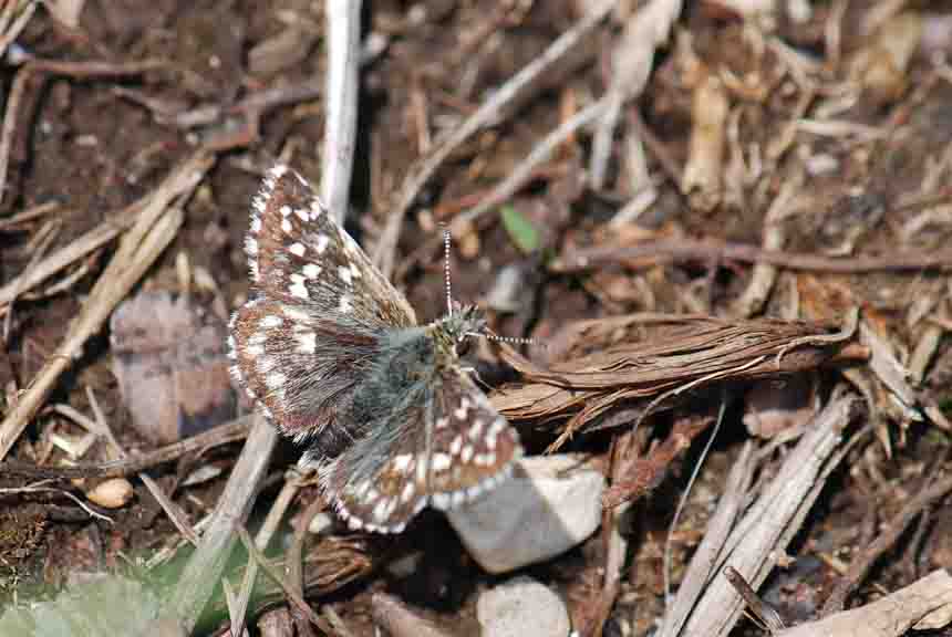 Hesperiidae specie?